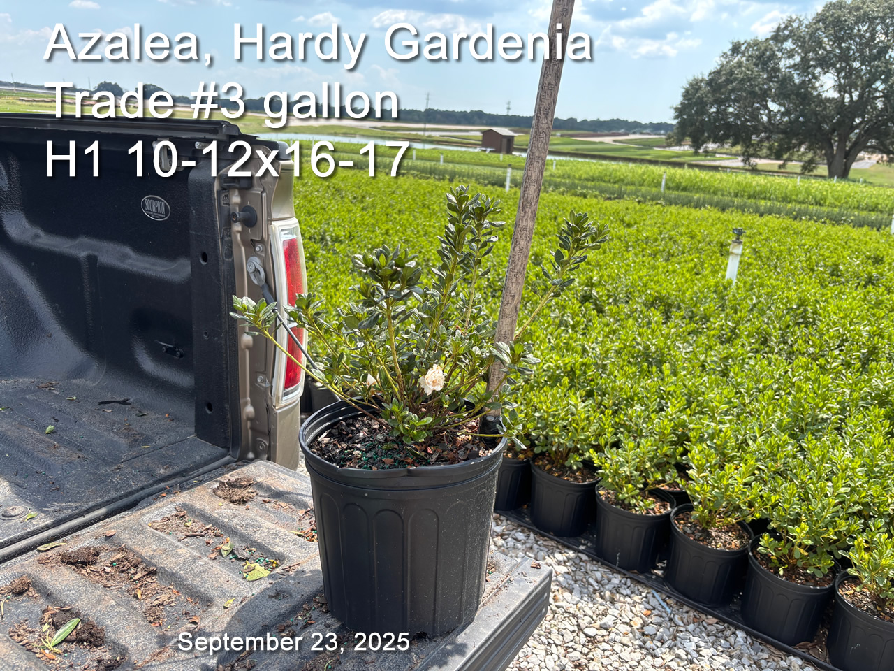 gallery/hg3t h1 sept23.jpg